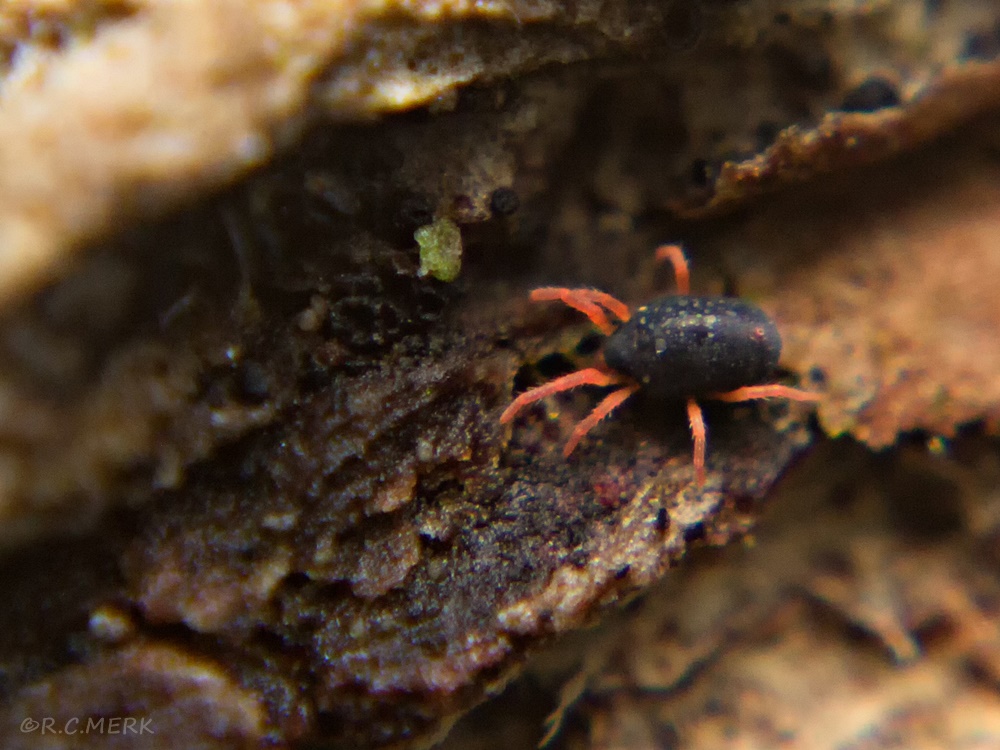 MILBE ROTE BEINE 2 1000px.jpg